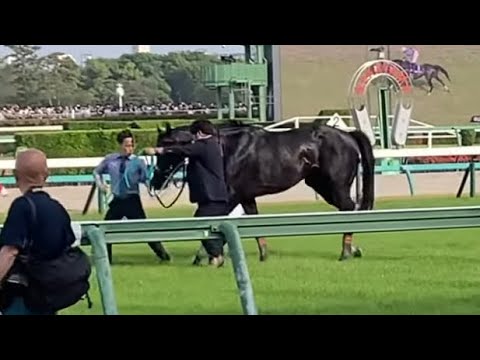 【現地撮影】第27回中山グランドジャンプ(JG I)どうした？マイネルグロン、石神深一騎手下馬する。