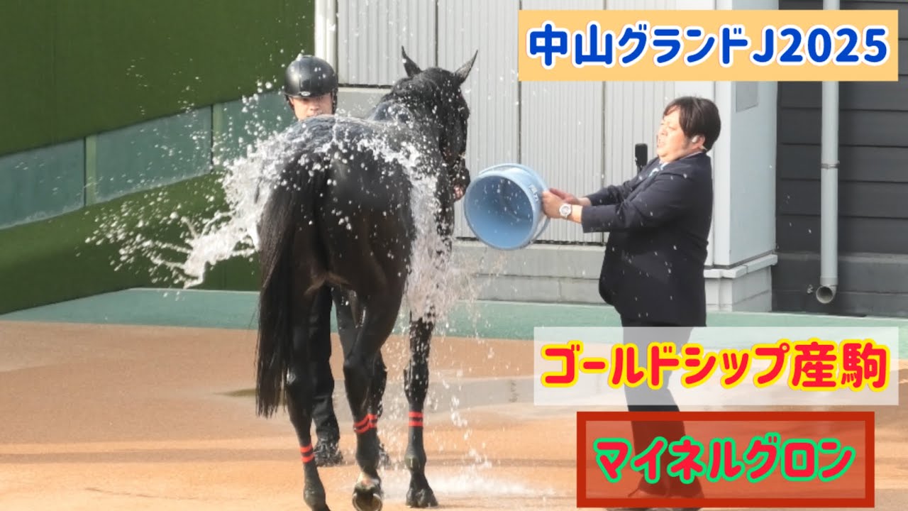 【中山グランドJ2025】熱中症のマイネルグロン、水かけてもらって少し元気になった