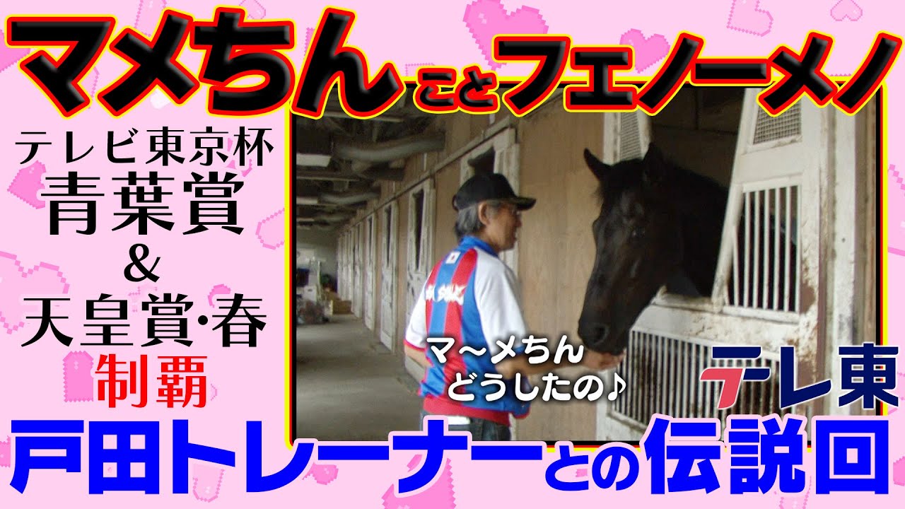【マメちん】正義感溢れる名馬フェノーメノと戸田博文トレーナーとの愛（2014年放送）