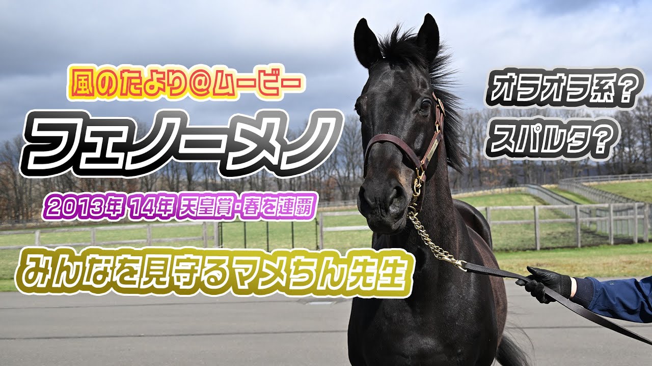 【風のたより】天皇賞・春勝ち馬フェノーメノ