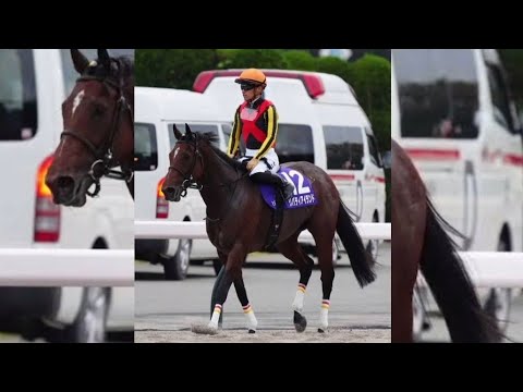 リバティアイランドの悲劇…クイーンエリザベス2世Cでの競走中止と安楽死🐎💔