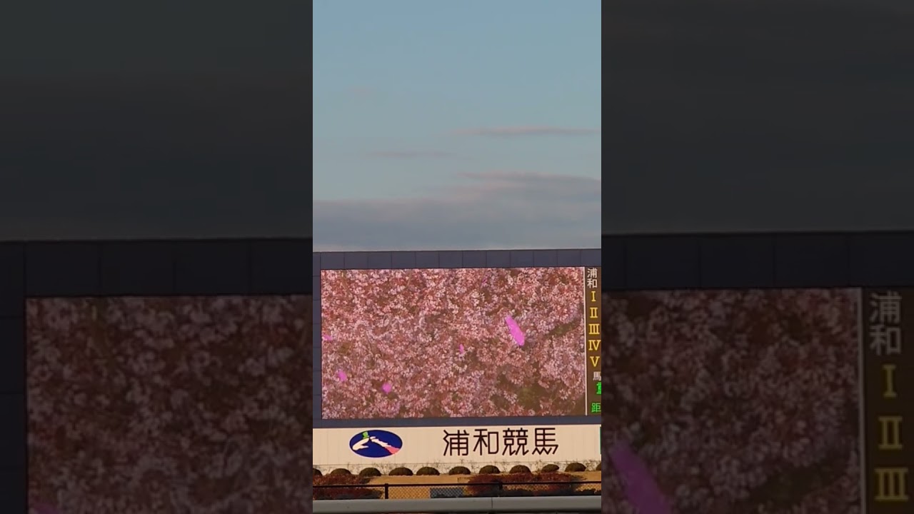 【浦和の桜花賞と河津桜】ファンファーレ時の風景（2025年3月20日）