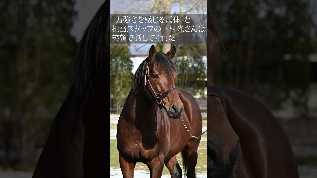 【風のたより】ホープフルS勝ち馬ダノンザキッド