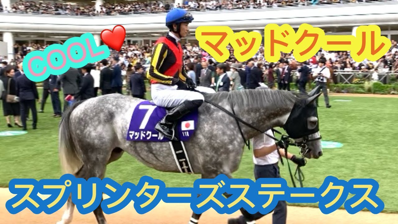 スプリンターズステークス　マッドクール　パドックとレース後の様子✨COOLなイケメン芦毛くん