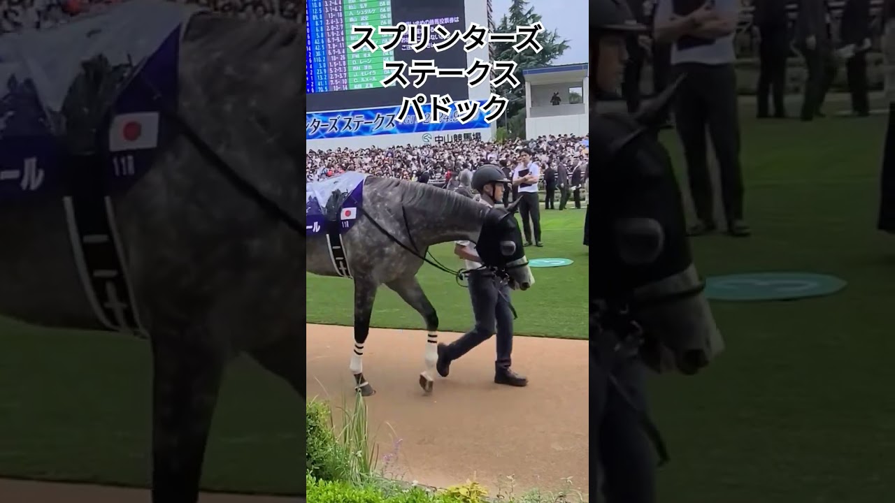 スプリンターズステークス・パドック #スプリンターズステークス