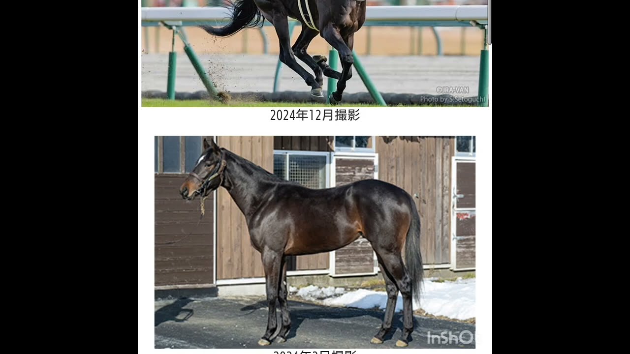 『もしたら』事前調査【京都新聞杯🐴エプソムカップ🐴NHKマイルカップ🐴】2025-79