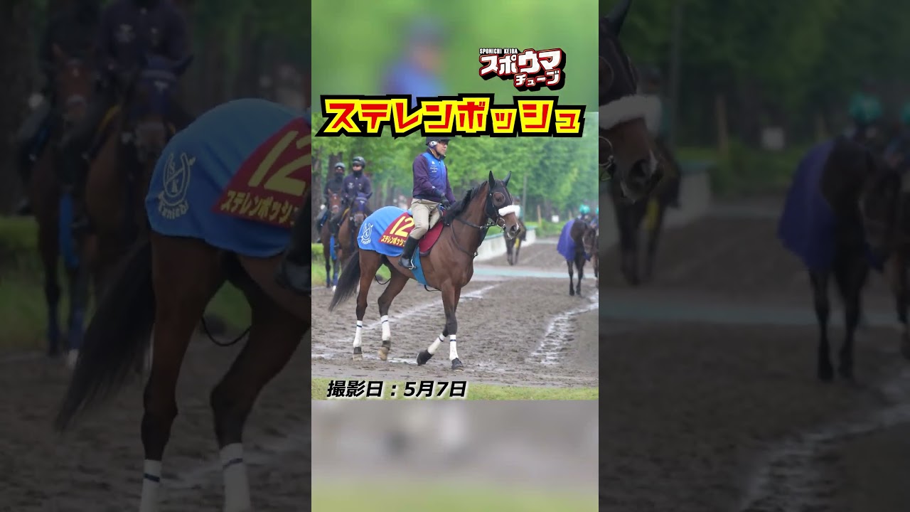 【ヴィクトリアマイル・出走予定】ステレンボッシュ 美浦での様子 #shorts