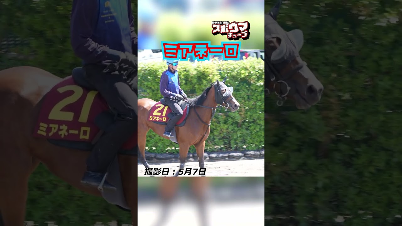 【ヴィクトリアマイル・出走予定】ミアネーロ 美浦での様子 #shorts