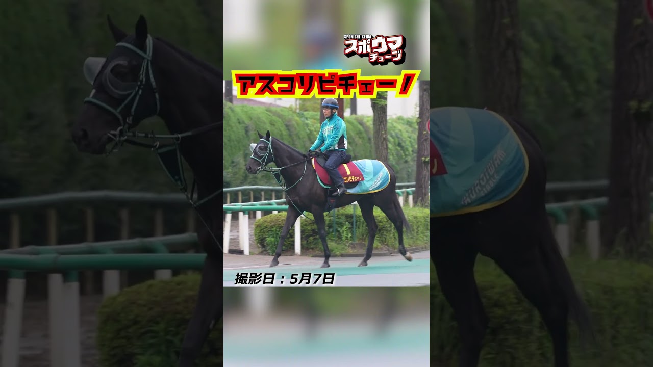 【ヴィクトリアマイル・出走予定】アスコリピチェーノ 美浦での様子 #shorts