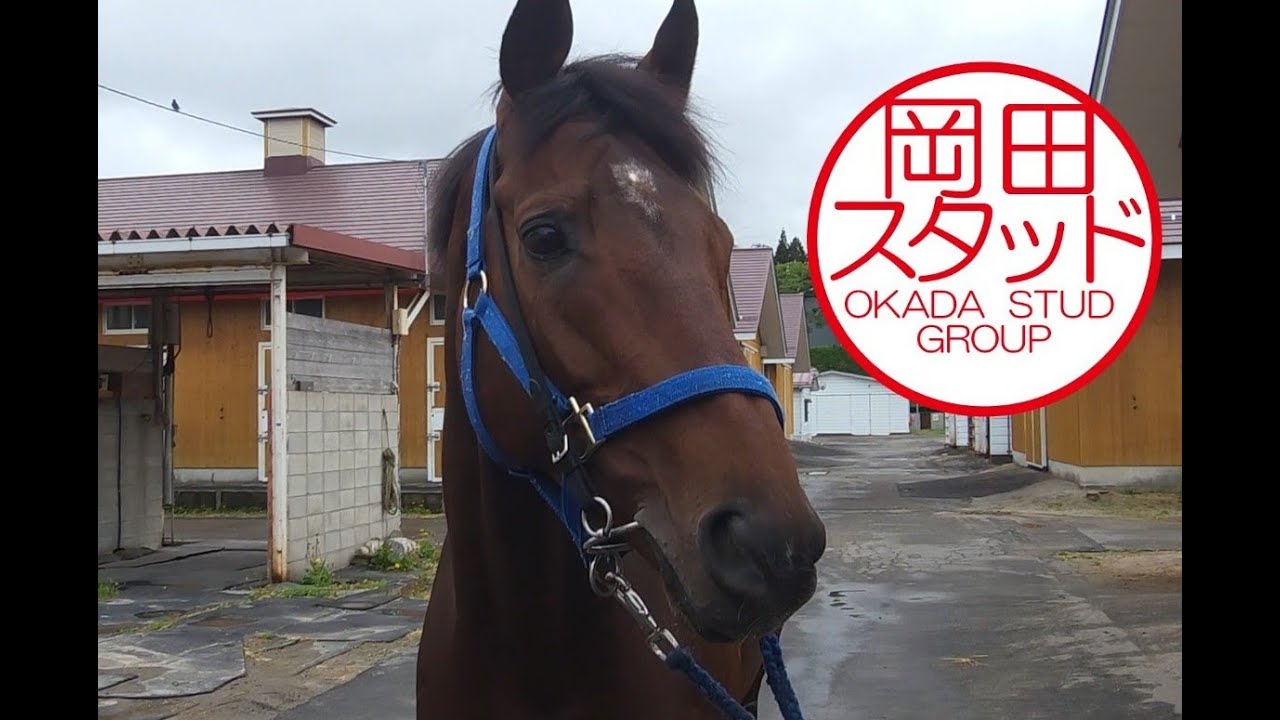 天皇賞（春）を終えて一息入れるブローザホーン