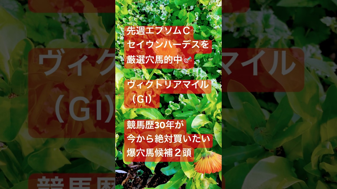 【ヴィクトリアマイル2025穴馬】クリスマスパレード&ラヴェル💥馬券下手な競馬歴30年ヴィクトリアマイル考察#中央競馬予想 #キタサンブラック産駒