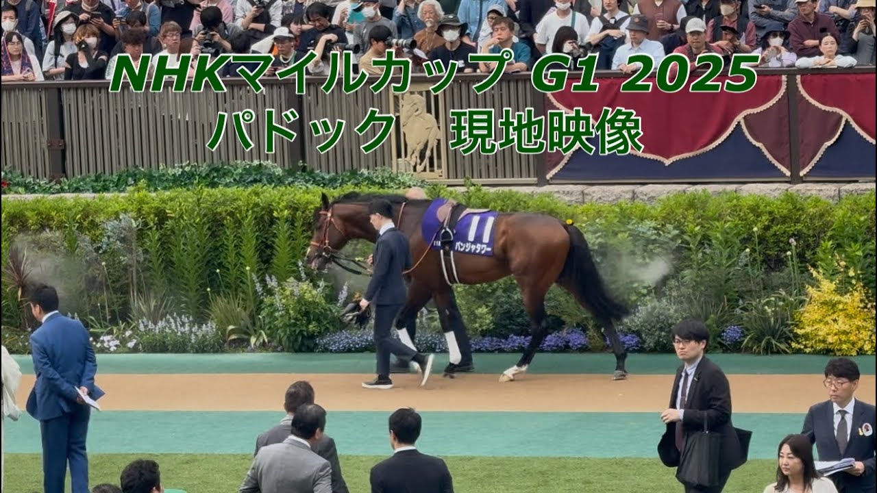 NHKマイルカップ G1 2025 パドック 現地映像 東京競馬場 パンジャタワー　マジックサンズ