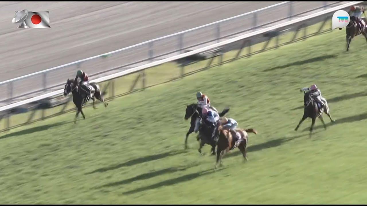 日本菊花賞 Kikuka Sho 一級賽 G1 3000m 2024-10-20 名城潮流 Urban Chic 京都競馬場 Kyoto Racecourse