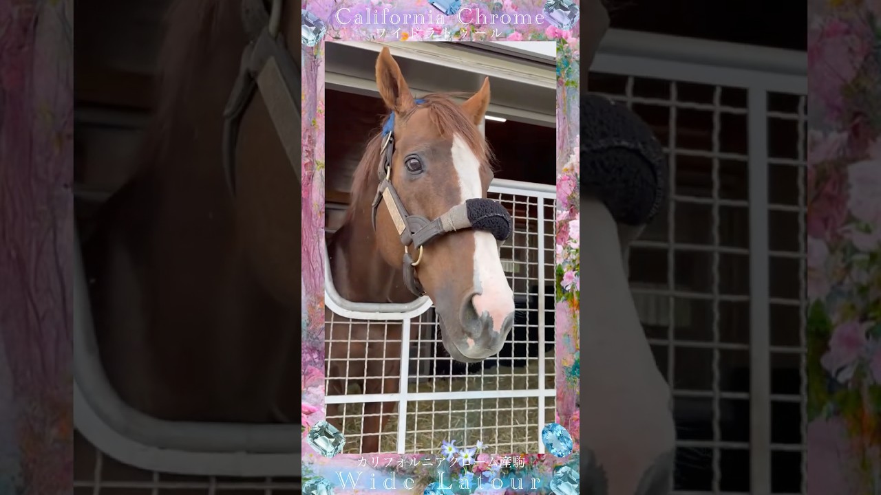 【California Chrome】ケンタッキーダービー✧プリークネスステークス✧ドバイワールドカップ✧輝かしいタイトル達は覚醒する。#ワイドラトゥール #カリフォルニアクローム #アロースタッド