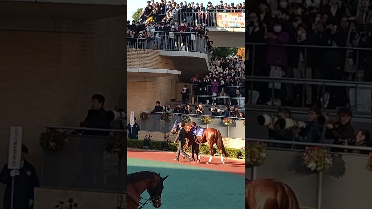【チャンピオンカップ2024レモンポップ🐴最後のパドック💐】＃レモンポップ　＃2024中京11レース＃第25回チャンピオンC G1＃サラブレッド＃馬