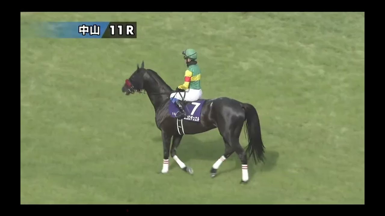 【マイネルグロン出走】中山11R 中山グランドジャンプ《J・G1》本馬場入場