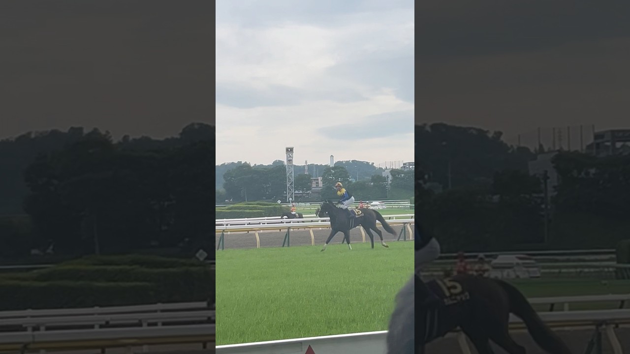 【オークス2025】カムニャック ウイニングラン#競馬#オークス#優駿牝馬#シュタルケ#カムニャック