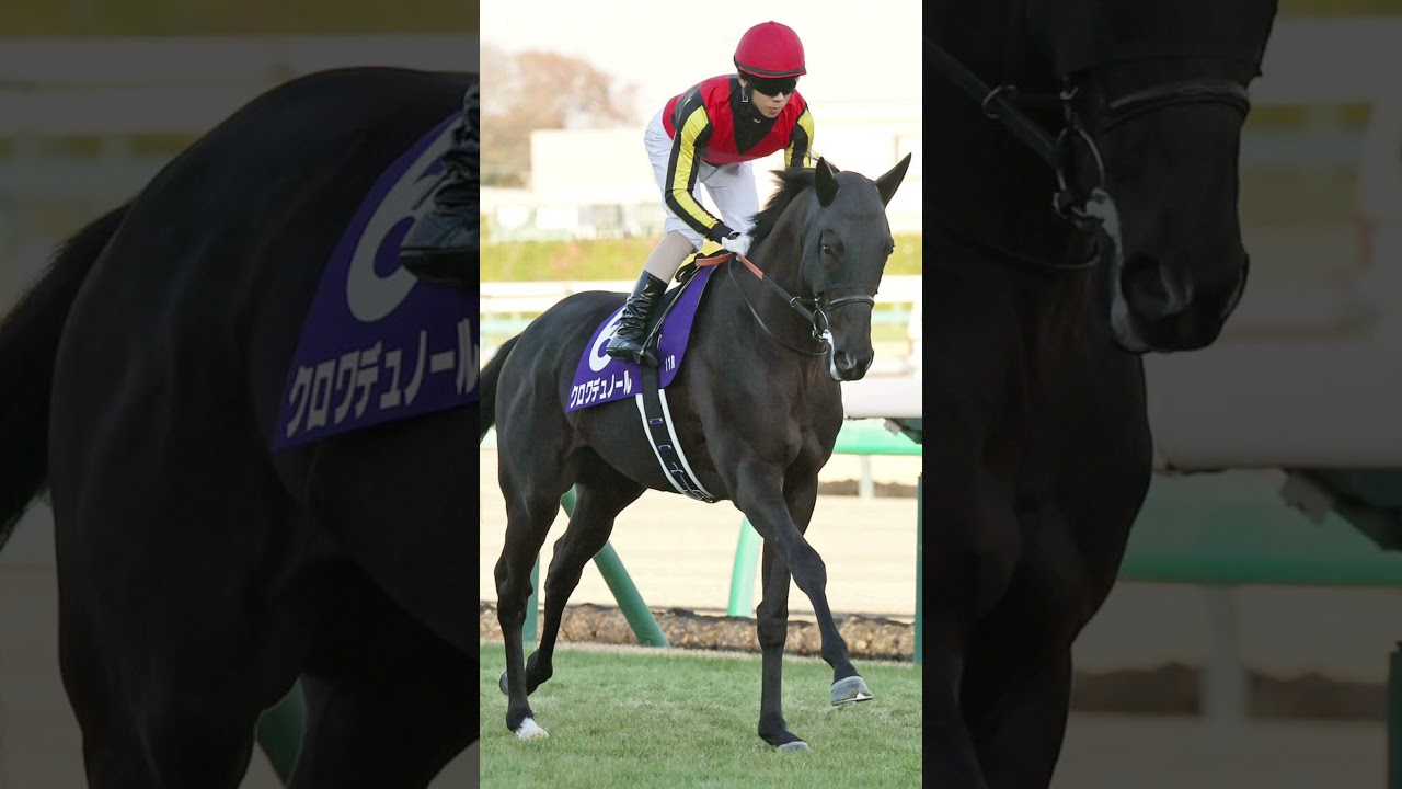 日本ダービー出馬表発表!ついでに簡単な予想も! #日本ダービー #東京優駿 #ダービー #競馬 #クロワデュノール #ミュージアムマイル #ジョバンニ #マスカレードボール #ショウヘイ #エリキング