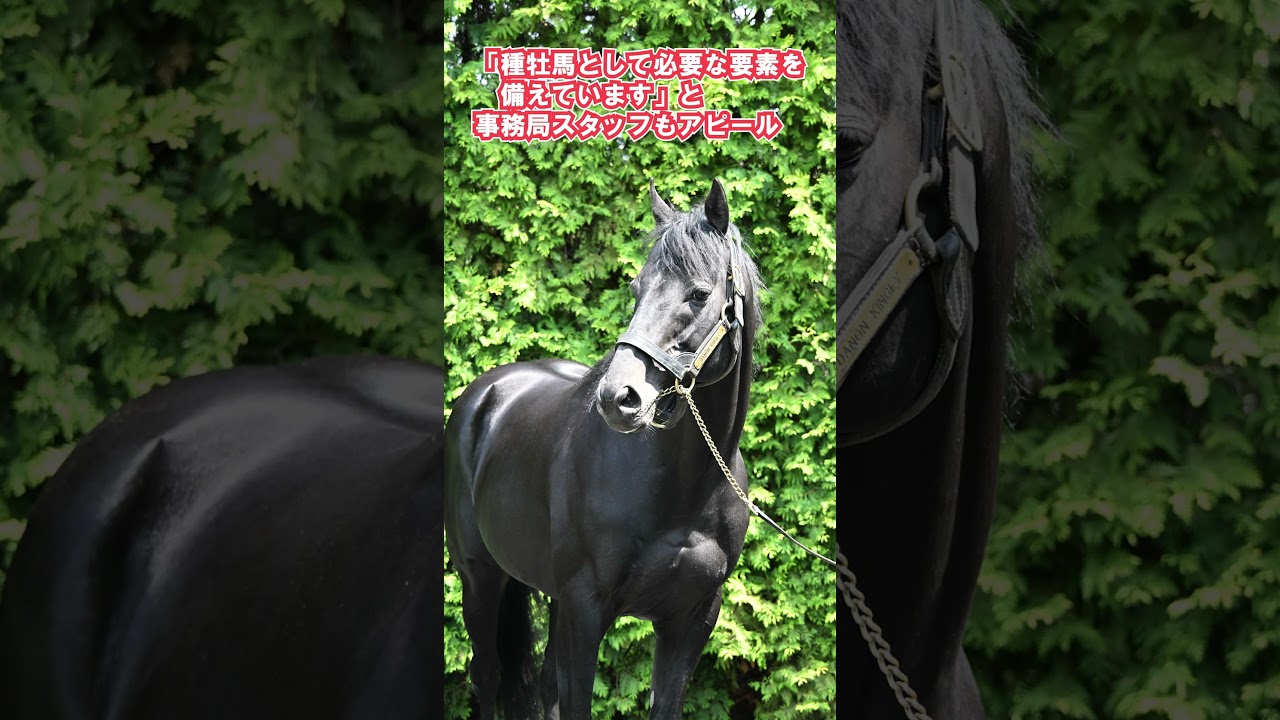 【風のたより】ダノンキングリー　安田記念勝ち馬