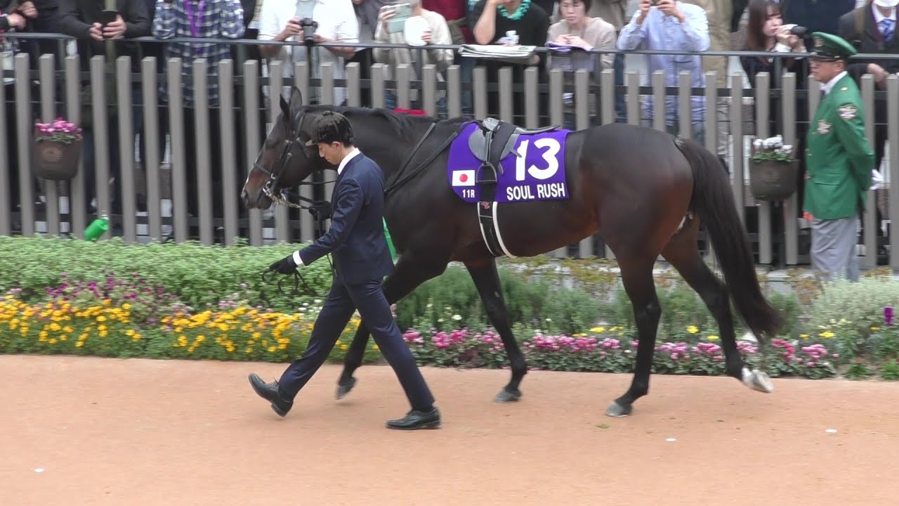 ソウルラッシュ、マイルチャンピオンシップのパドック。京都競馬場、2024年11月17日。