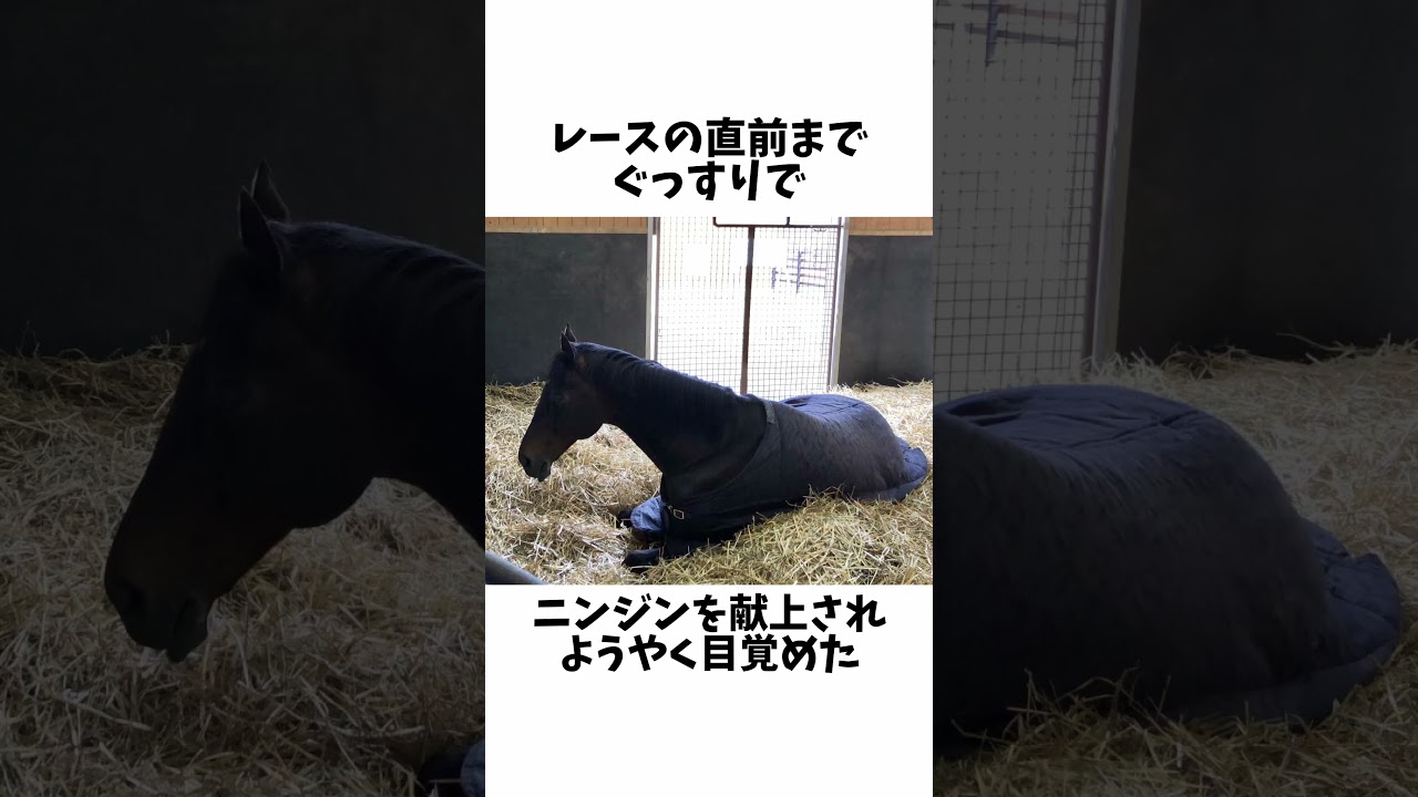 【近代競馬の結晶】ディープインパクトのエピソード#shorts #競馬 #競馬予想 #日本ダービー