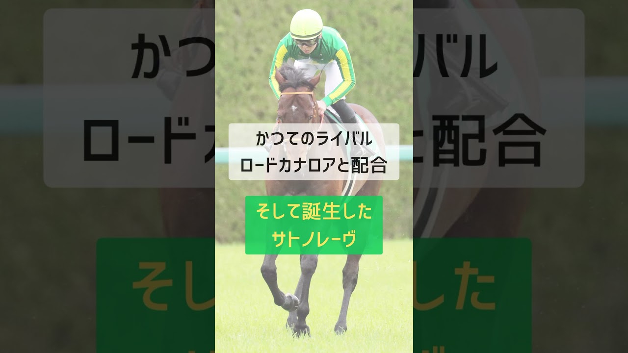 【サトノレーヴ絶対勝ちたいワケ】スプリンターズS明らか本気モード/今回こそが超絶狙い目 #競馬 #スプリンターズステークス #馬券