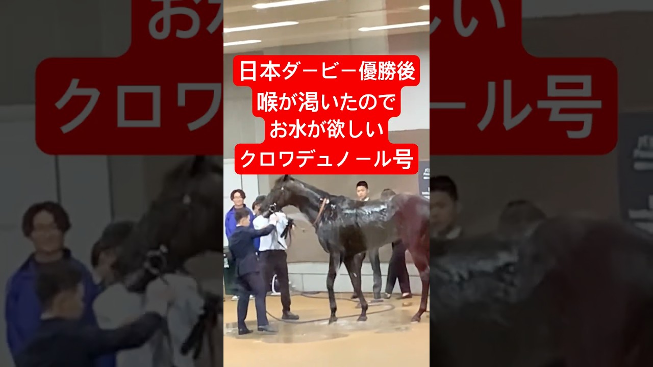 【喉渇いちゃった🐴】ダービー優勝直後のクロワデュノール#日本ダービー2025 #クロワデュノール #競馬 #horse #horseracing