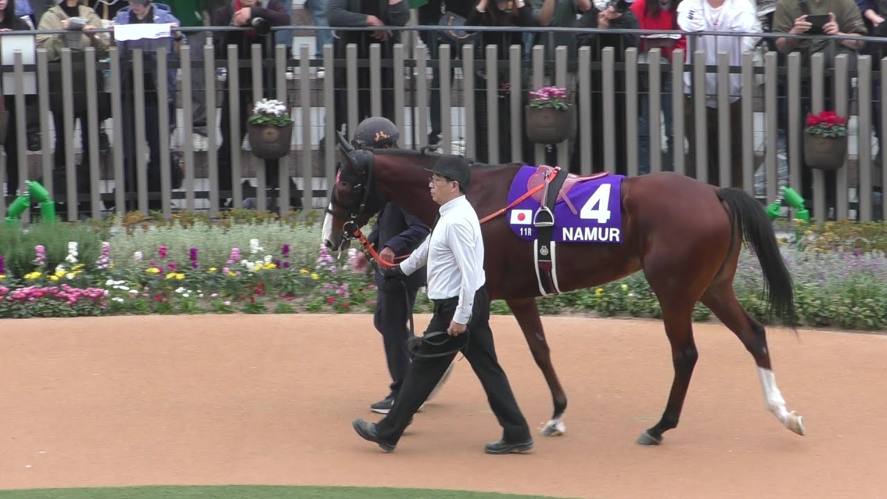 ナミュール、マイルチャンピオンシップのパドック。京都競馬場、2024年11月17日。