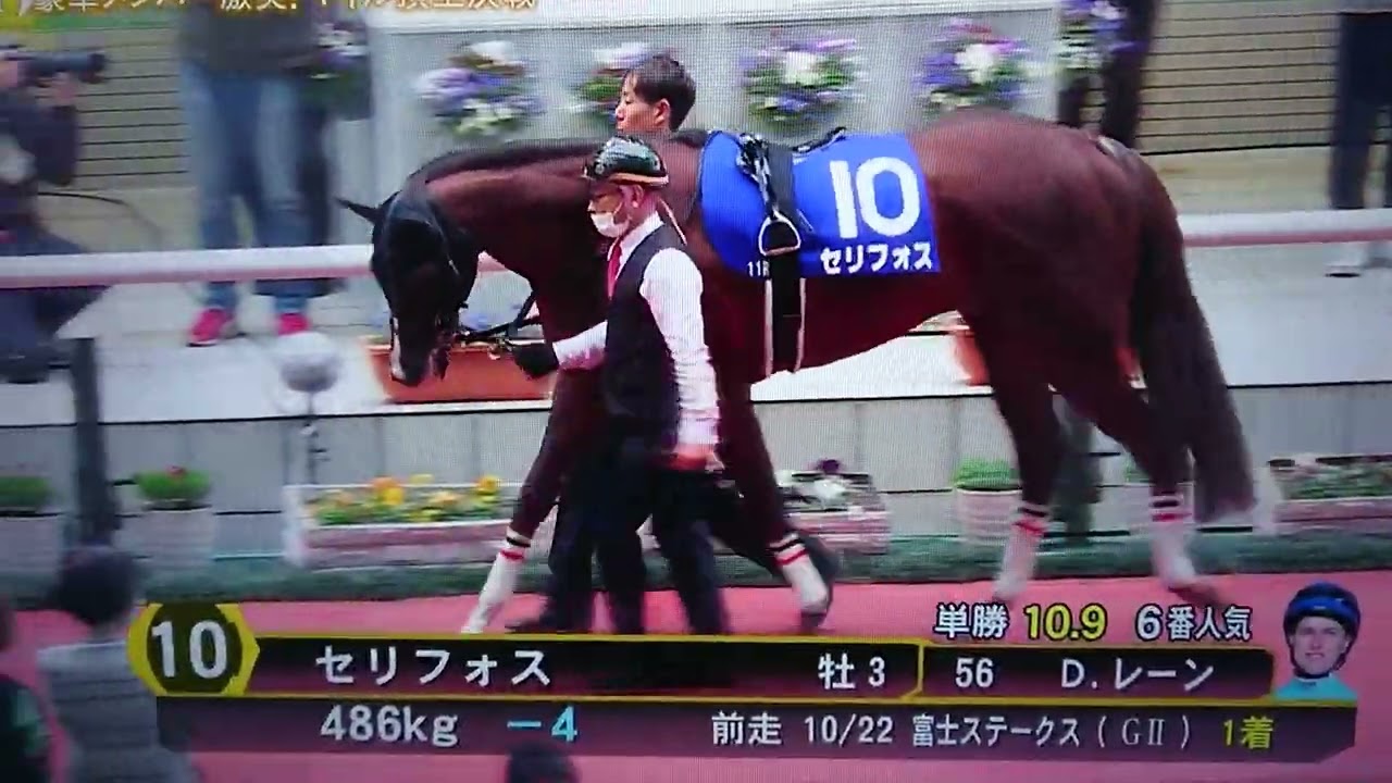 セリフォス3歳のパドック#マイルチャンピオンシップ2022#パドック#セリフォス #horse