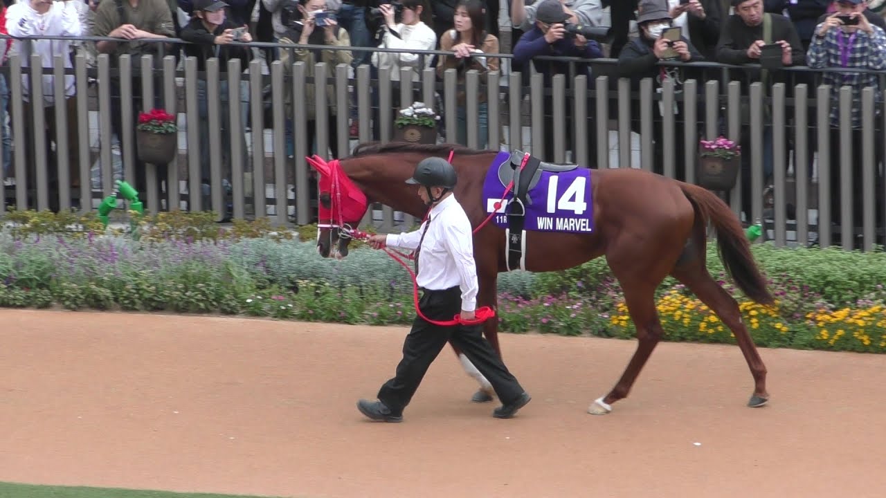 ウインマーベル、マイルチャンピオンシップのパドック。京都競馬場、2024年11月17日。
