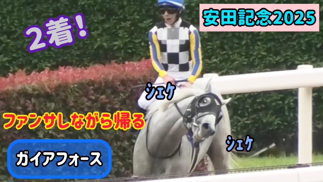 【安田記念2025】初ブリンカー効果もあるのか！？2着でレース帰りにファンサしちゃうガイアフォース
