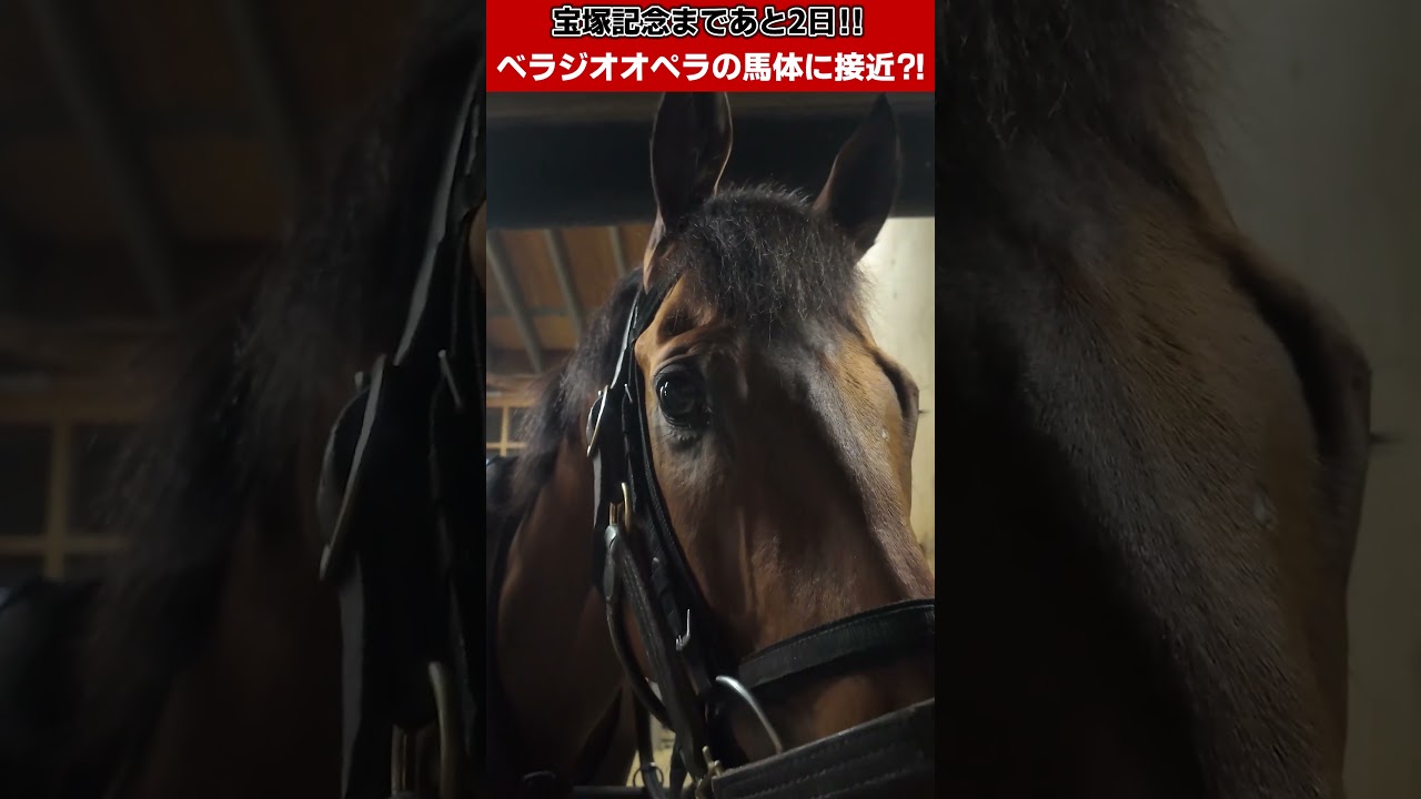 「ベラジオオペラ」宝塚記念まであと2日～オペラの馬体に大接近!?～【ベラジオch】