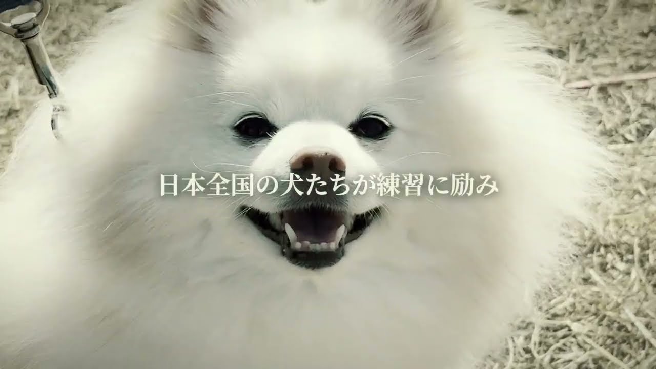 2025アジリティージャパンカップPR