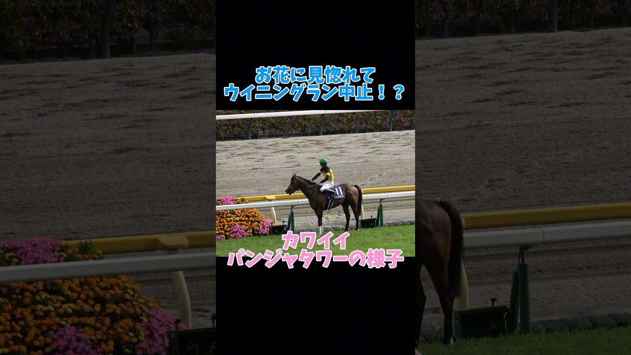 【現地】お花に見惚れてウイニングランを中断するパンジャタワーが可愛すぎる！ 松山弘平 #shorts #競馬 #nhkマイルカップ