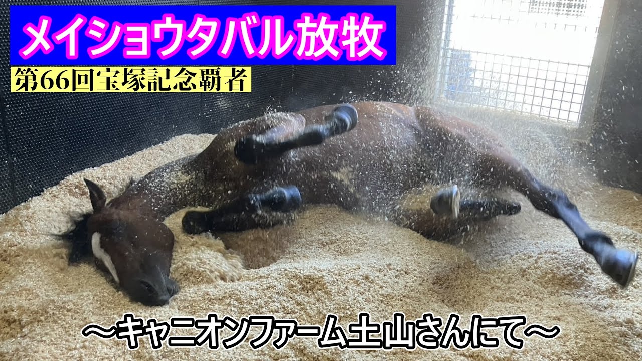 ㊗メイショウタバル宝塚記念優勝！放牧先のキャニオンファーム土山さんへの入厩を見届けてきました