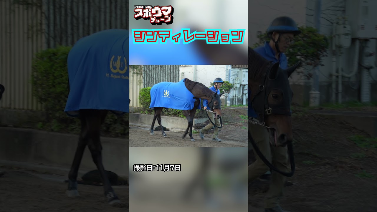 【エリザベス女王杯・出走予定】シンティレーション 美浦での様子 #shorts