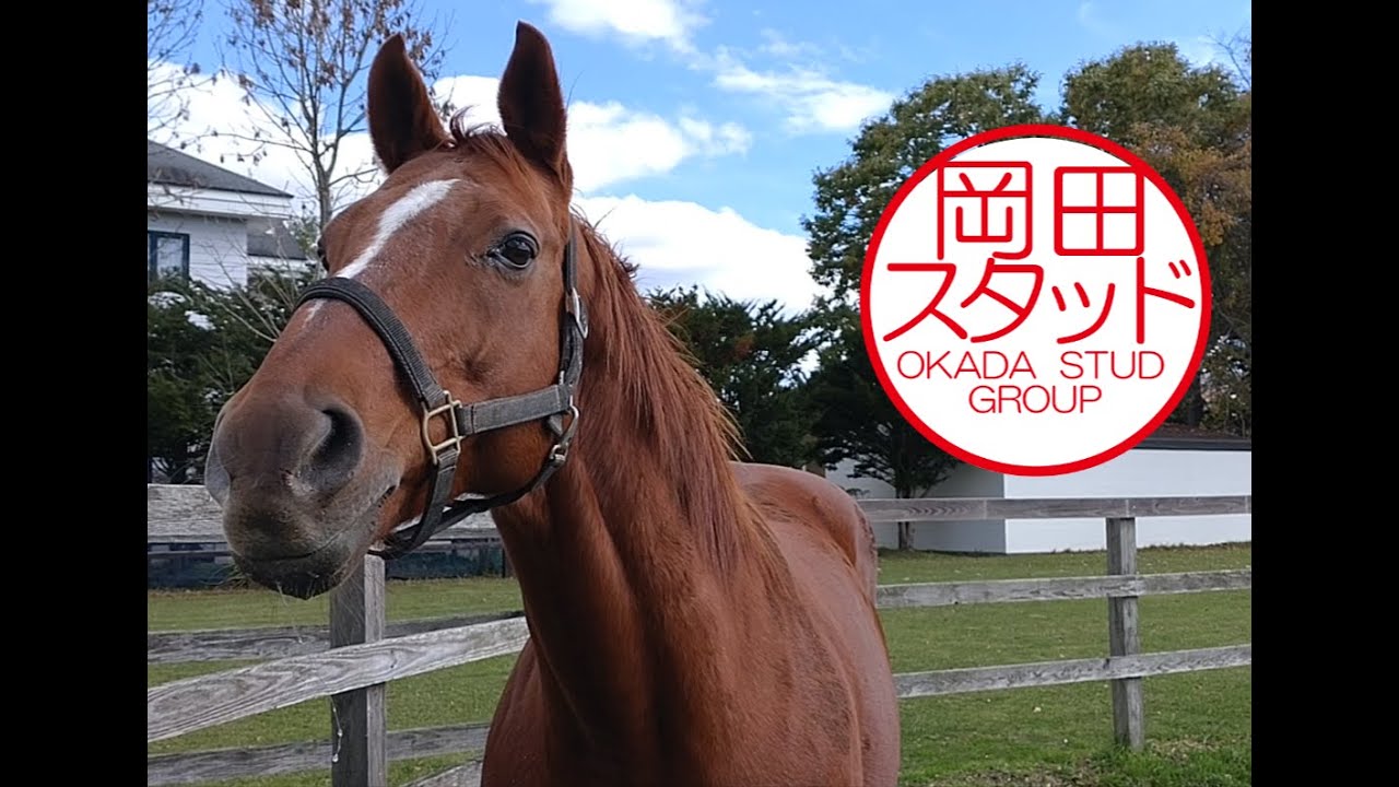 2024年もチャンピオンズカップの気配を感じ取ったかもしれないサウンドトゥルー