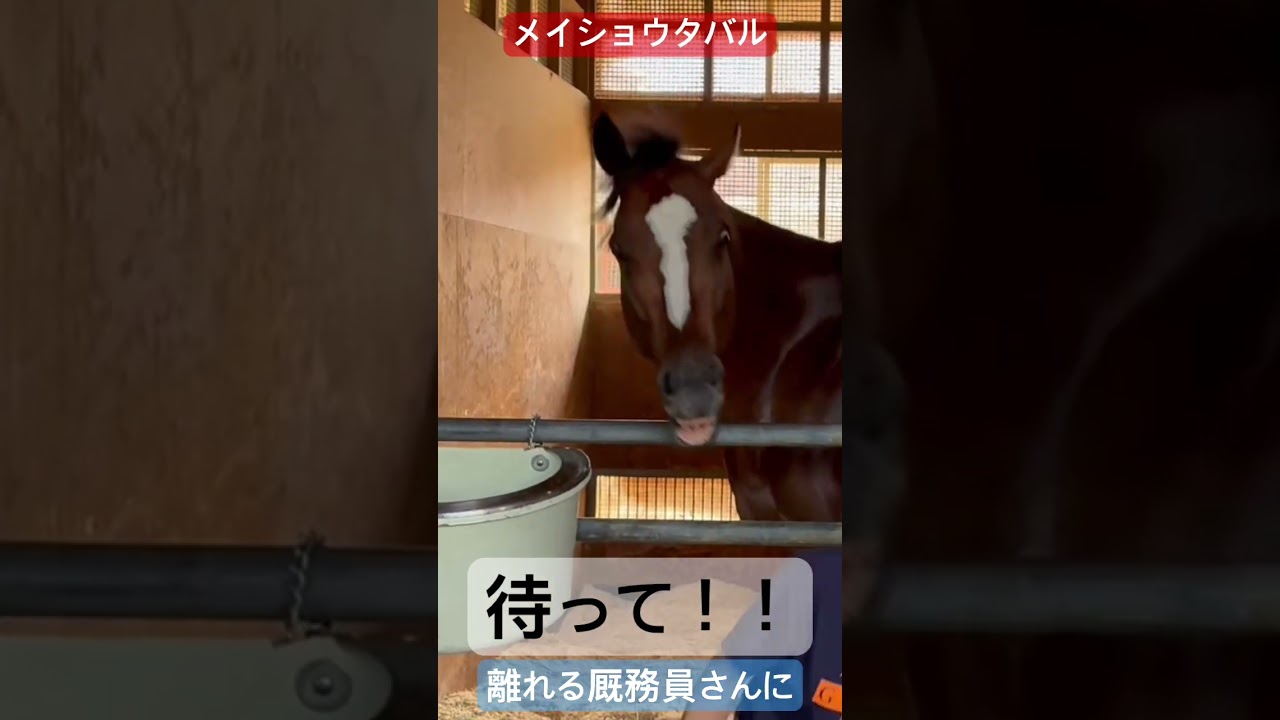 メイショウタバル「待って！」　#宝塚記念　#ゴールドシップ