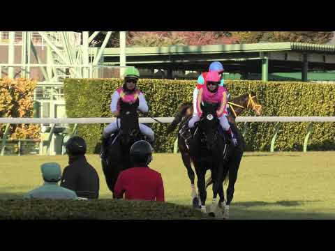 【第147回 中山大障害(J・GI)】現地レース映像