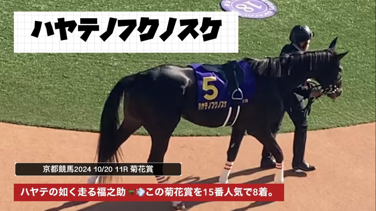 【菊花賞2024】ハヤテの如く走るハヤテノフクノスケ🐎💨この菊花賞を15番人気で8着