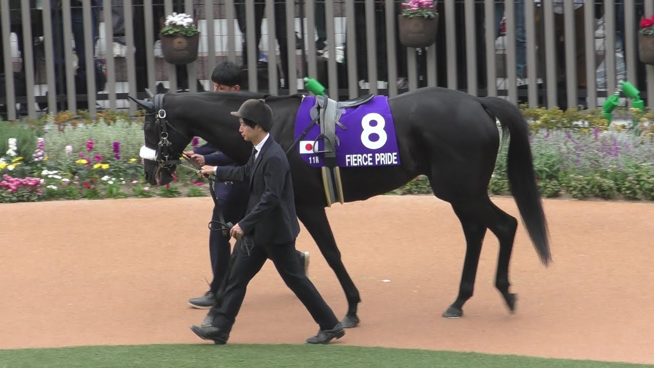 フィアスプライド、マイルチャンピオンシップのパドック。京都競馬場、2024年11月17日。