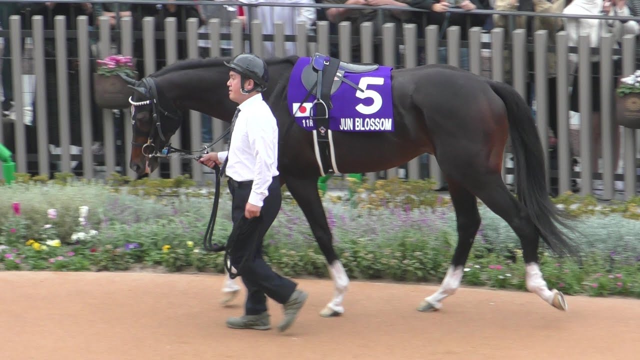 ジュンブロッサム、マイルチャンピオンシップのパドック。京都競馬場、2024年11月17日。