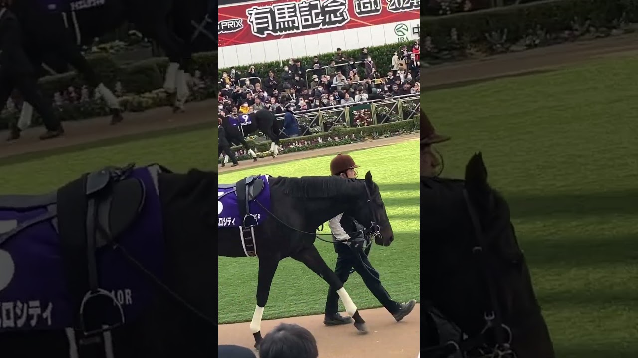 ジューンベロシティ 中山大障害 パドック #short#shorts#こしゃまる #有馬記念