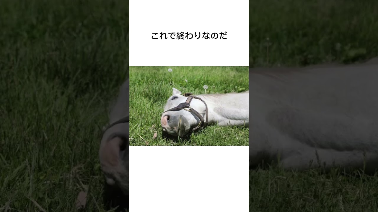ゴールドシップの引退　#競馬 #馬 #騎手 #競艇 #競輪#雑学