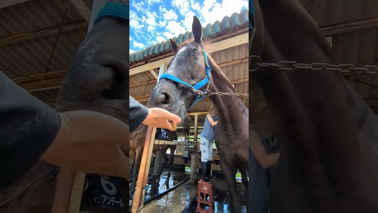 おやつとシャワーを同時に楽しむ菊花賞馬【大山乗馬センター】ビッグウィーク #horse #shorts #引退馬