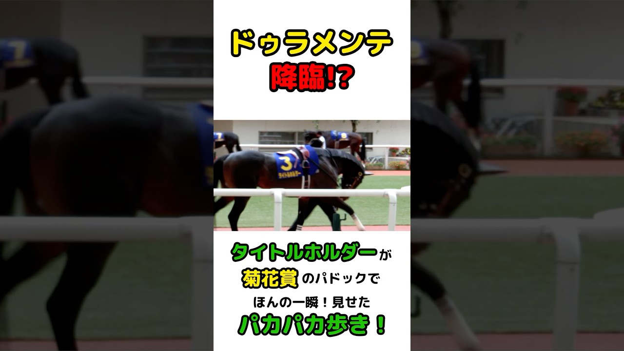 #タイトルホルダー に #ドゥラメンテ が宿った瞬間？2021年菊花賞パドックでのパカパカ歩き！ #Titleholder #Duramente