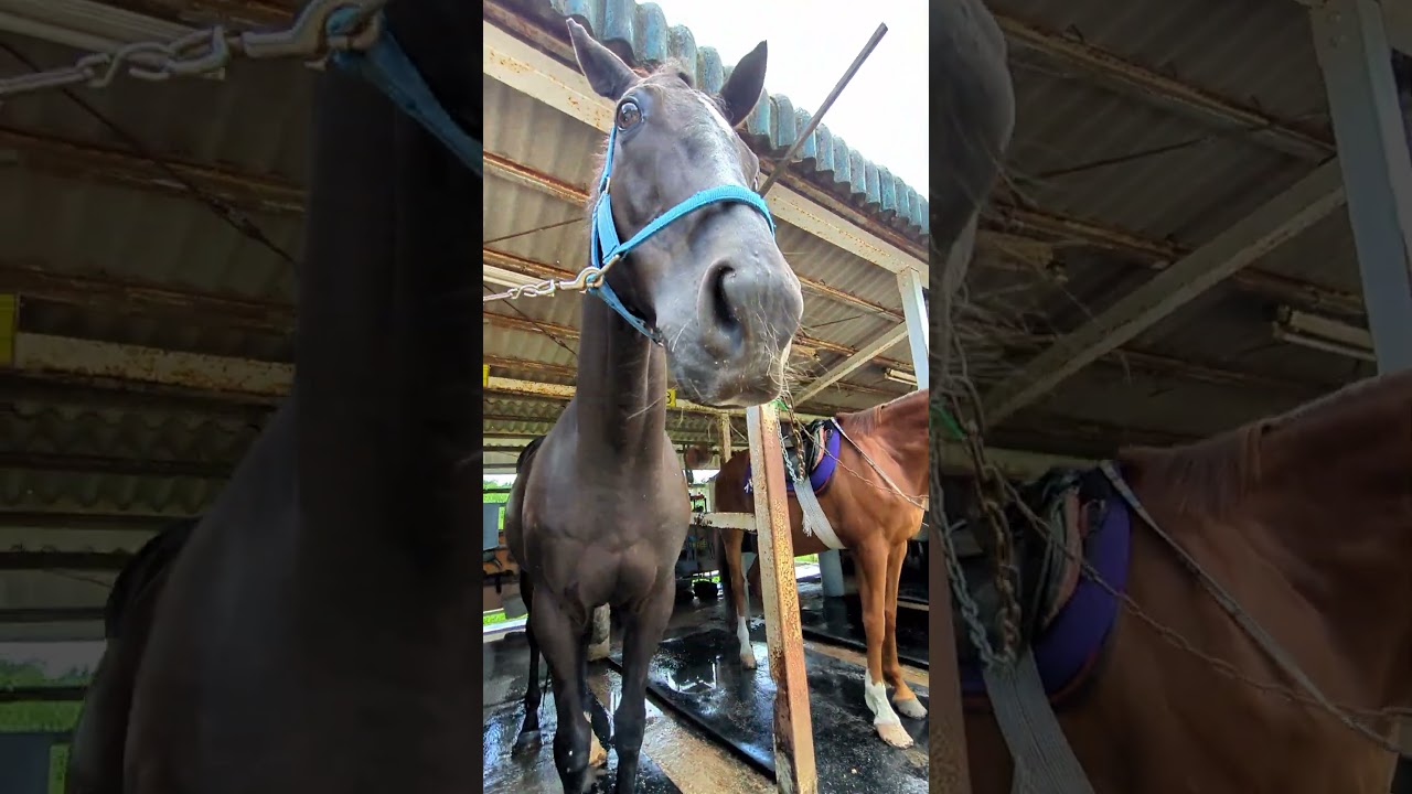 シャワー気持ちいいけどおやつもね♡【大山乗馬センター】菊花賞馬ビッグウィークさん #horse #shorts #引退馬