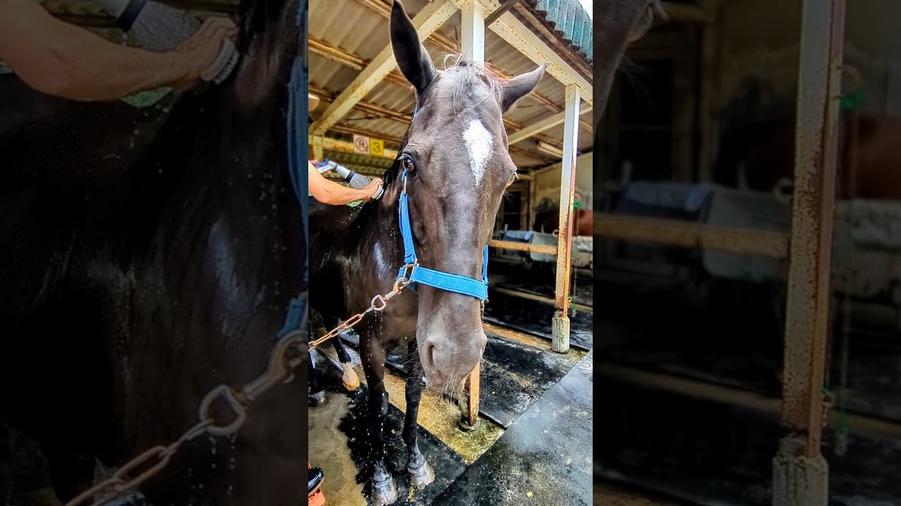 水もしたたるいいお馬【大山乗馬センター】菊花賞馬ビッグウィークさん #horse #shorts #引退馬