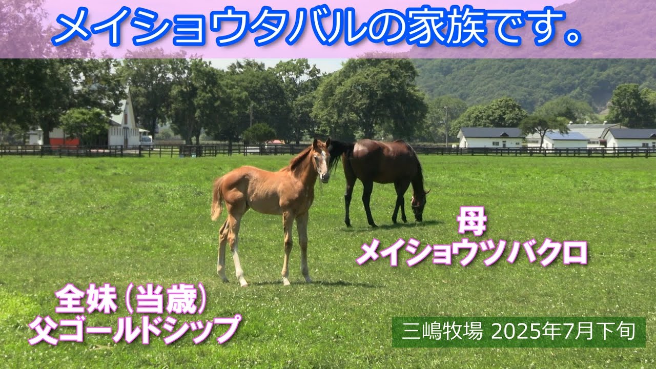 宝塚記念馬メイショウタバルの全妹（父ゴールドシップ）と母メイショウツバクロの様子