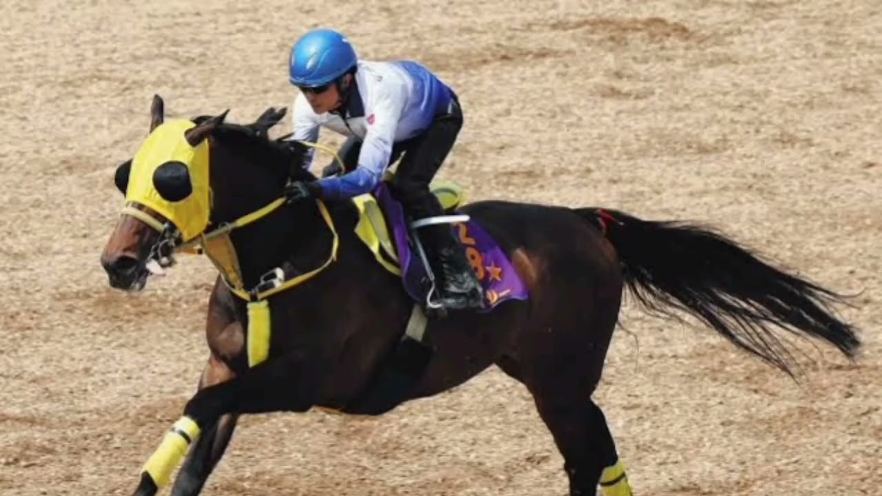 中山大障害でJ・G12勝を挙げ、種牡馬入りが決まったニシノデイジーは26日、美浦トレセン出発